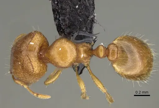 Carebara lova specimen