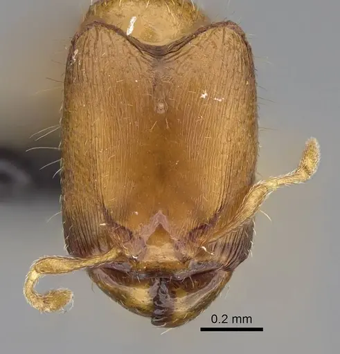 Carebara lova specimen