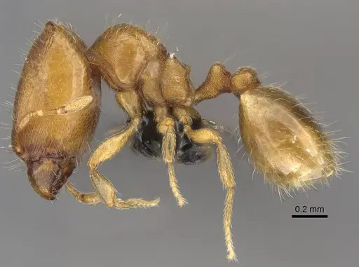 Carebara lova specimen