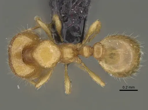 Carebara lova - CASENT0036014