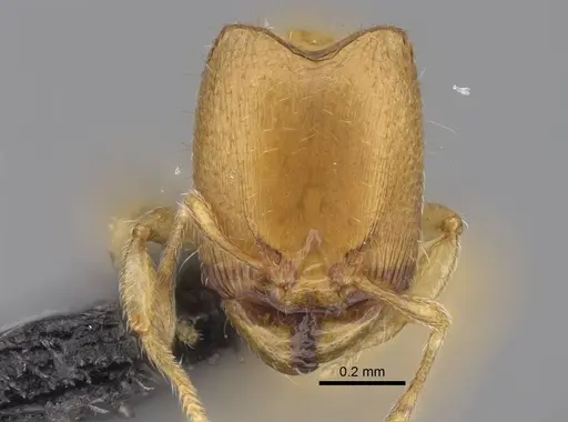 Carebara lova - CASENT0036014