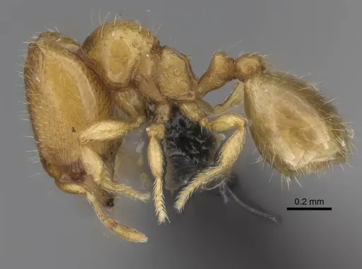 Carebara lova - CASENT0036014