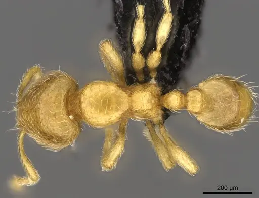 Carebara lova - CASENT0468562