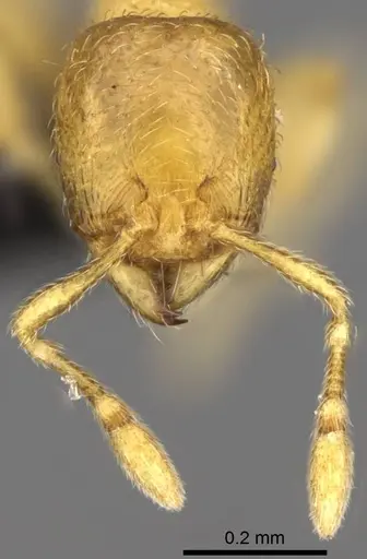 Carebara lova - CASENT0468562