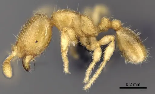 Carebara lova - CASENT0468562