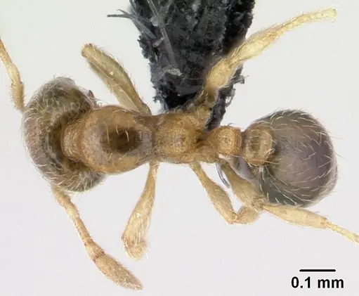 Carebara lova - CASENT0468629