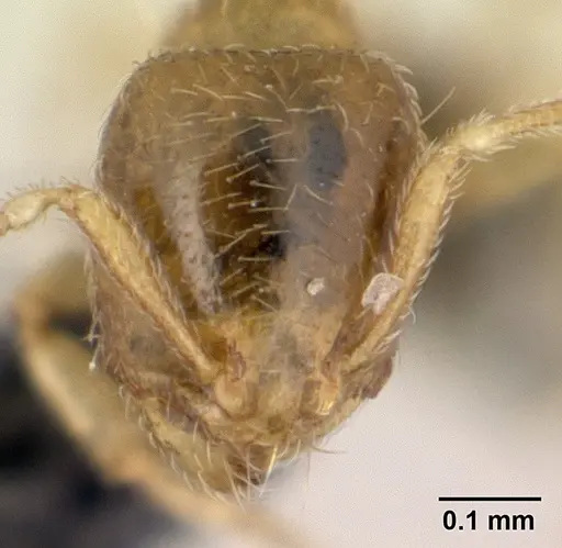 Carebara lova - CASENT0468629