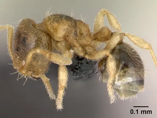 Carebara lova - CASENT0468629