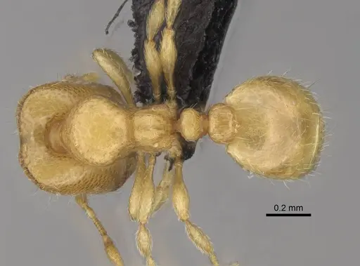 Carebara lova - CASENT0468659