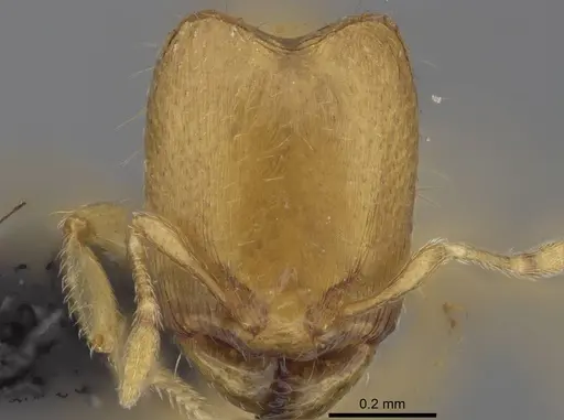 Carebara lova - CASENT0468659