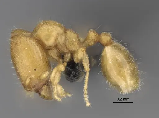 Carebara lova - CASENT0468659