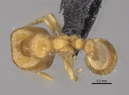 Carebara lova - CASENT0468685