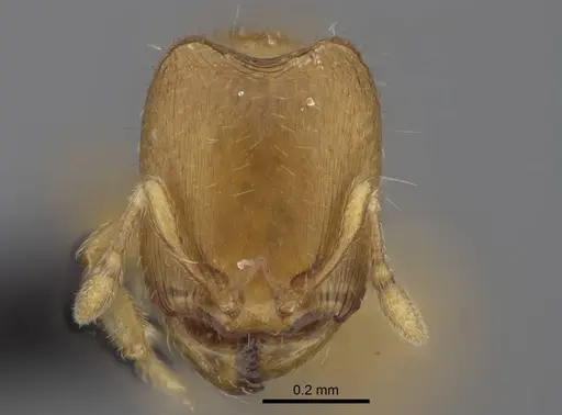 Carebara lova - CASENT0468685