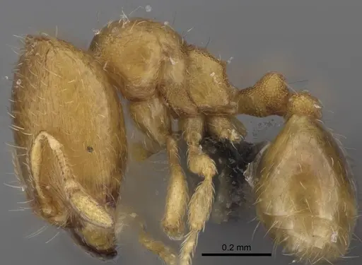 Carebara lova - CASENT0468685