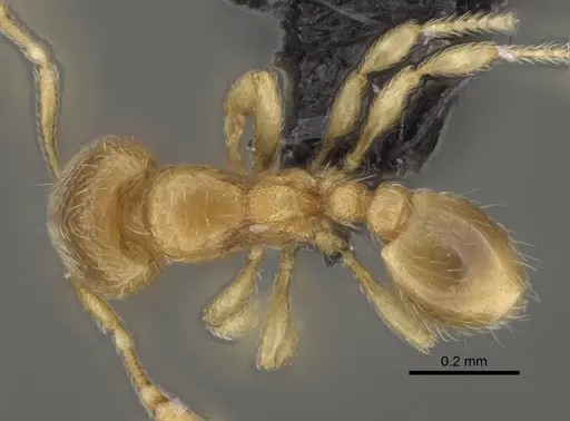 Carebara lova - CASENT0468704