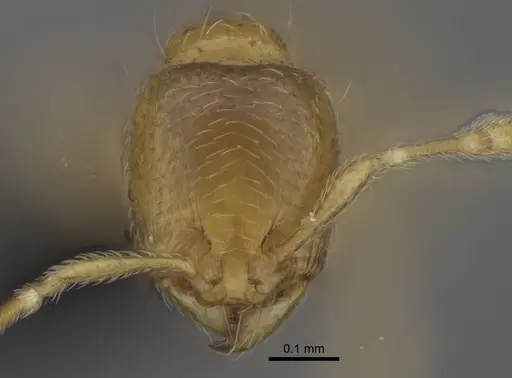 Carebara lova - CASENT0468704