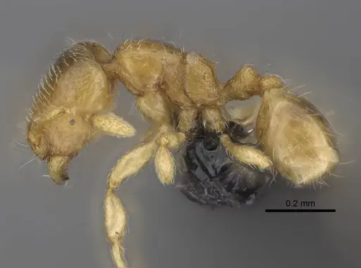 Carebara lova - CASENT0468704