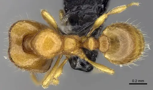 Carebara lova - CASENT0468707