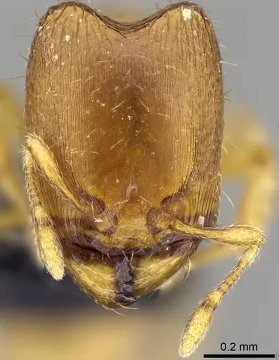 Carebara lova - CASENT0468707