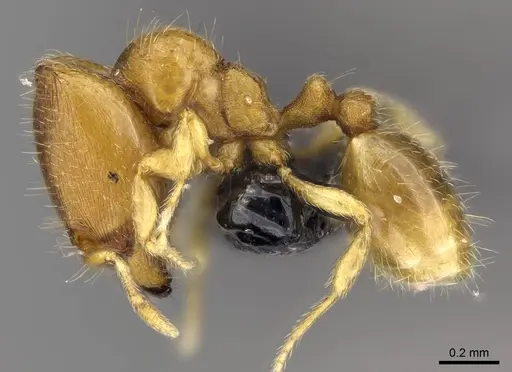 Carebara lova - CASENT0468707