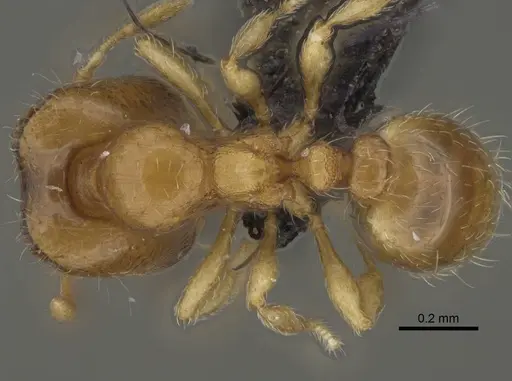 Carebara lova - CASENT0470793