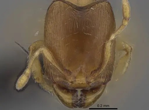 Carebara lova - CASENT0470793