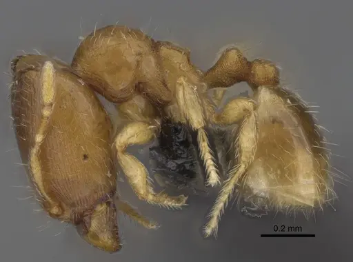 Carebara lova - CASENT0470793