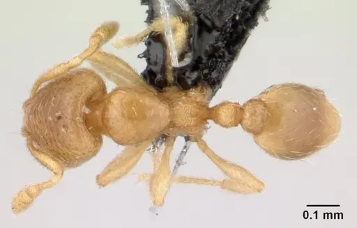 Carebara lova - CASENT0486508