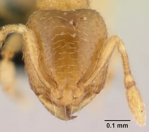 Carebara lova - CASENT0486508