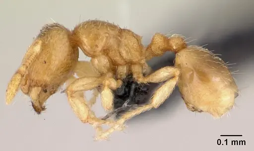 Carebara lova - CASENT0486508