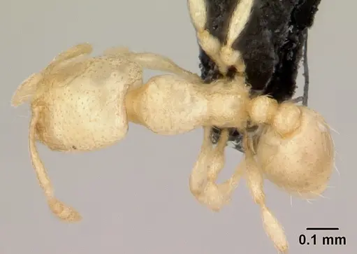 Carebara lova - CASENT0493152