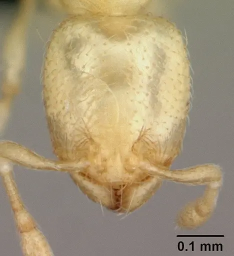 Carebara lova - CASENT0493152