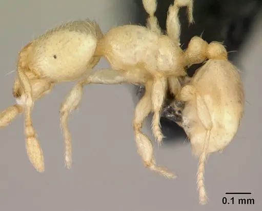 Carebara lova - CASENT0493152