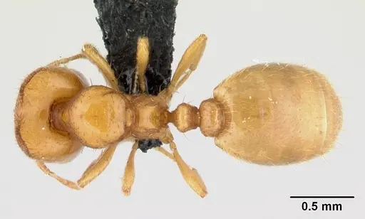 Carebara lova - CASENT0493154