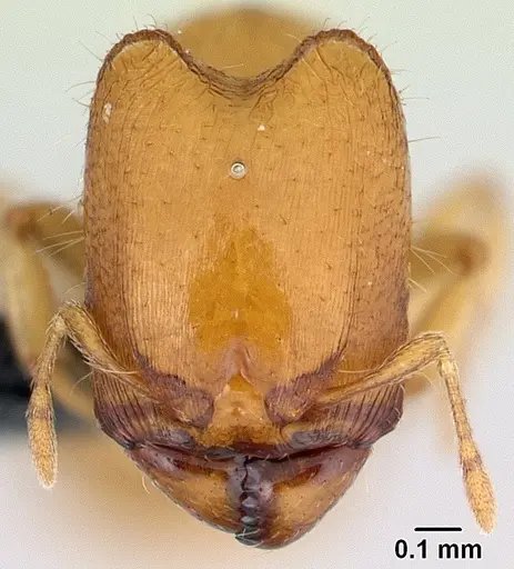 Carebara lova - CASENT0493154