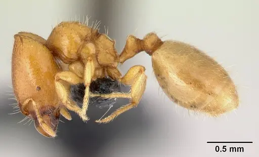 Carebara lova - CASENT0493154