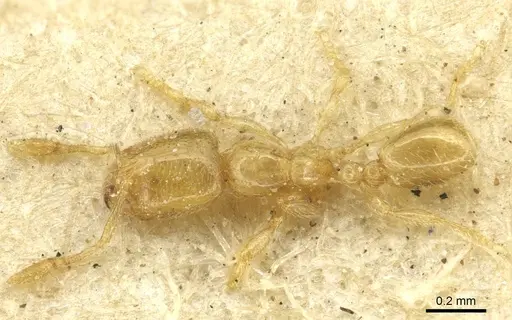 Carebara lucida specimen