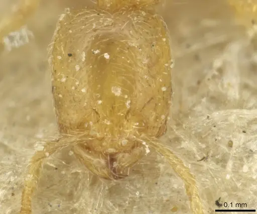 Carebara lucida specimen