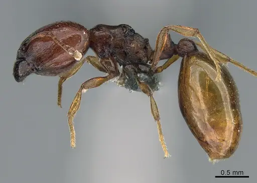 Carebara madibai specimen