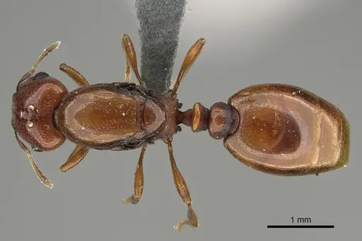 Carebara madibai - CASENT0366110