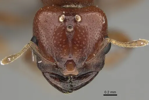 Carebara madibai - CASENT0366110