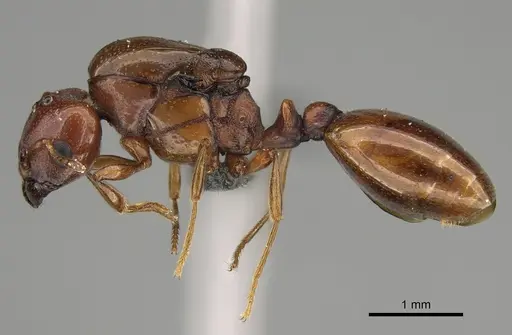 Carebara madibai - CASENT0366110