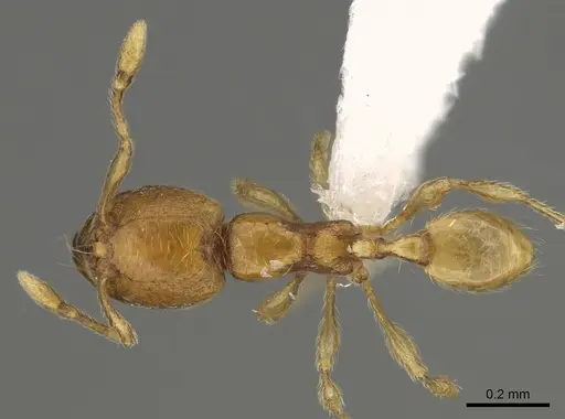 Carebara madibai - CASENT0405750