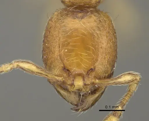 Carebara madibai - CASENT0405750