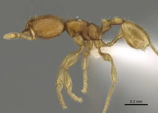 Carebara madibai - CASENT0405750