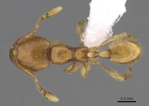 Carebara madibai - CASENT0405752