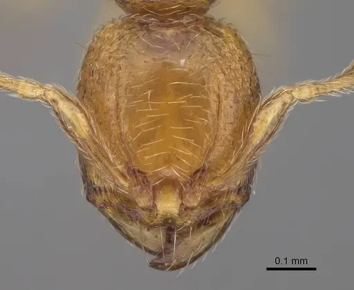 Carebara madibai - CASENT0405752