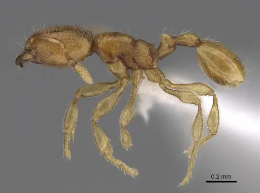 Carebara madibai - CASENT0405752