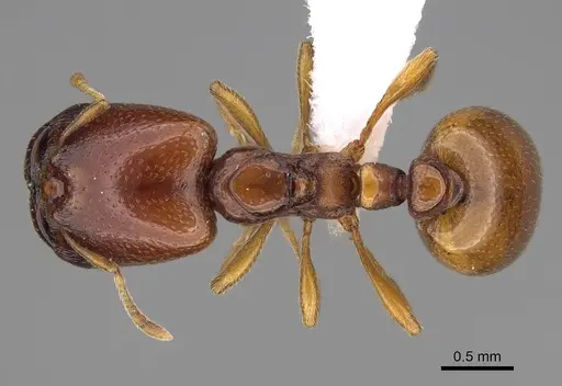 Carebara madibai - CASENT0415384