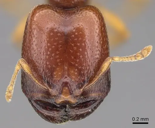 Carebara madibai - CASENT0415384